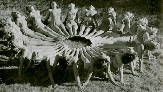 Blåjackor