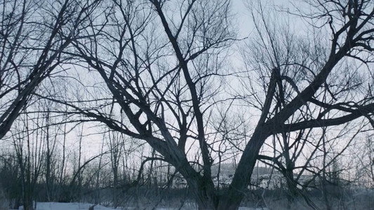 Witches in the Woods