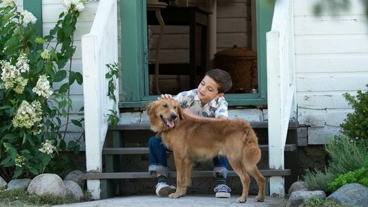 A Dog's Purpose