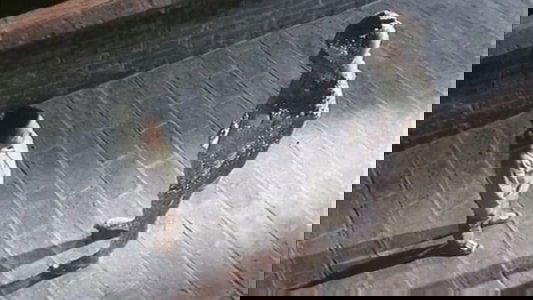 霹雳贝贝
