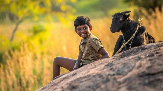 கிடா
