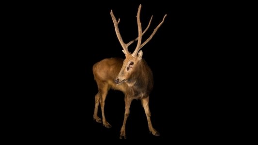 Rare: Creatures of the Photo Ark