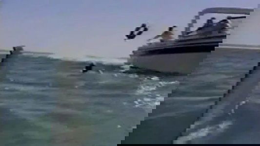 Shark's Paradise