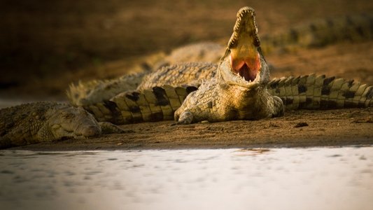 Crocodiles Revealed
