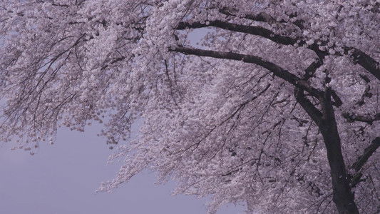 リトル・フォレスト 冬・春