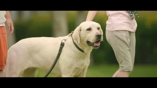 神犬出击