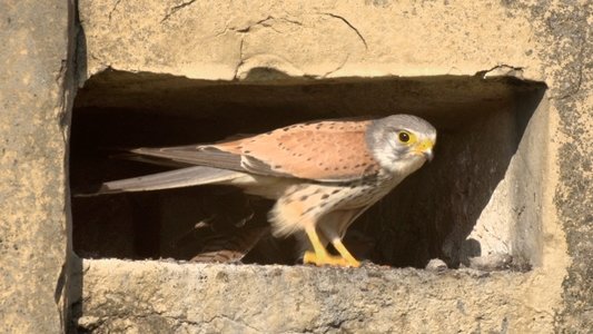 Tiltott zóna - Harctéren a vadvilág