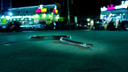 Cities: Nature's New Wild