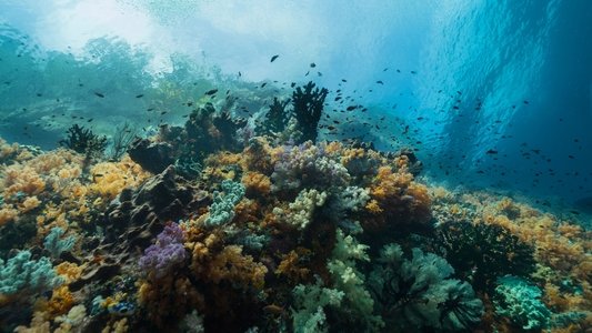 Oceans