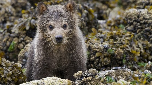 Bears