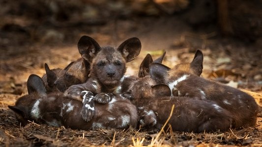 Gorongosa: Paradise Reborn