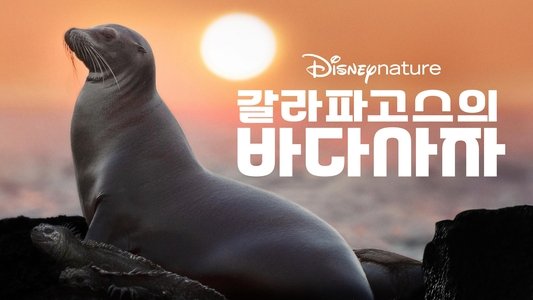 Sea Lions of the Galapagos