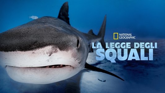 Big Sharks Rule