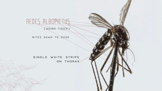 image: Mosquito
