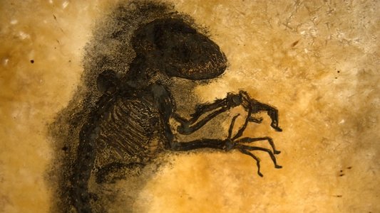 Fossil Wonderlands: Nature's Hidden Treasures