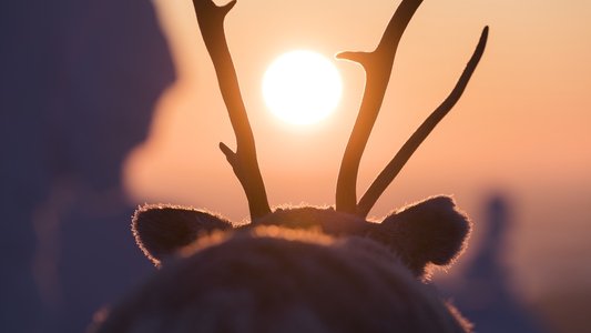 A Reindeer's Journey on FREECABLE TV
