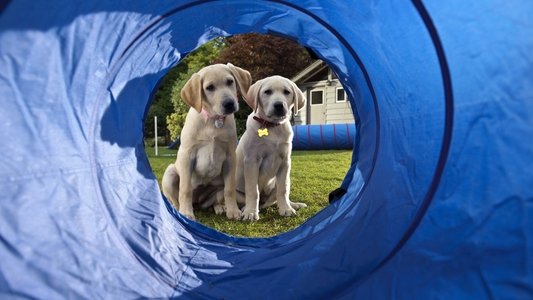 image: Marley & Me: The Puppy Years