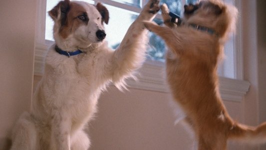 Paws to the Rescue on FREECABLE TV