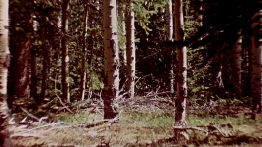 The Wold Shadow