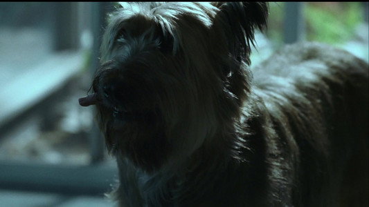 Kiss Kiss Bang Bang