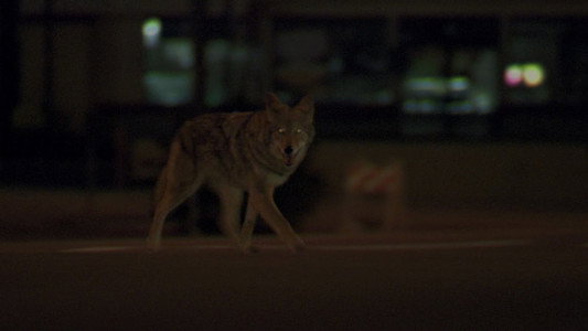 Collateral