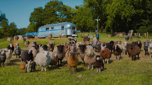 The Sheep Detectives