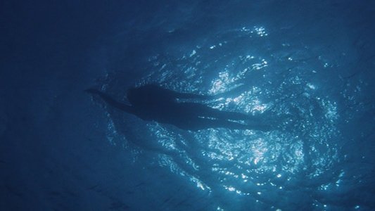 Jaws