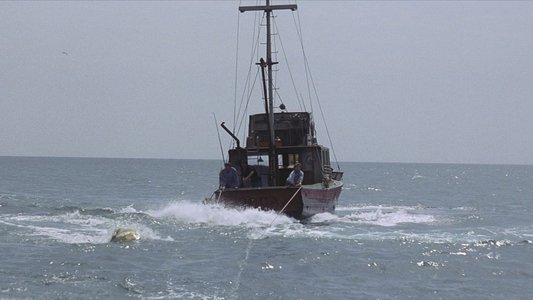 Jaws