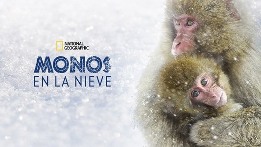Wild Japan: Snow Monkeys