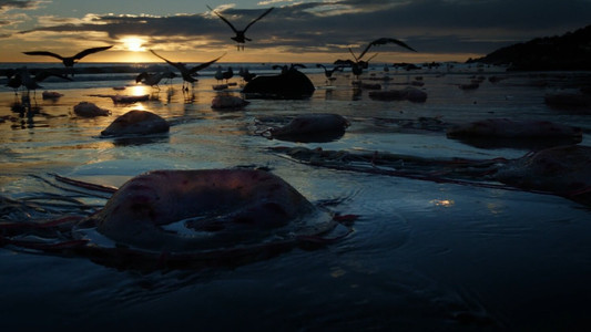 Birdman or (The Unexpected Virtue of Ignorance)