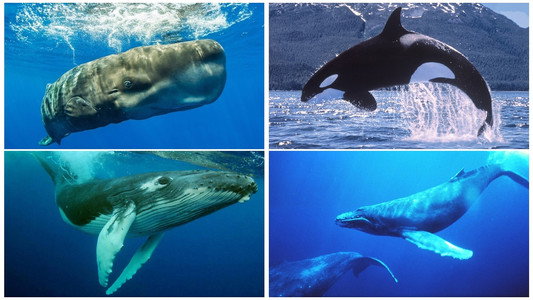 Whales: An Unforgettable Journey