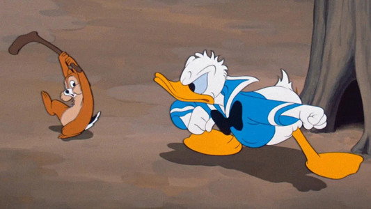 Duck Flies Coop