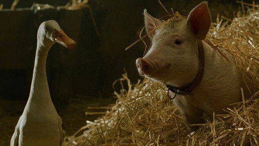 Babe: Pig in the City