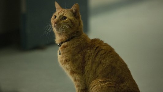 Captain Marvel
