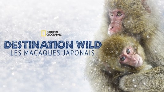 Wild Japan: Snow Monkeys