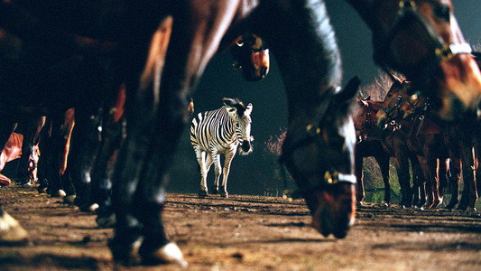 Racing Stripes
