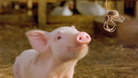 Charlotte's Web