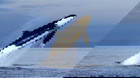 Free Willy 2: The Adventure Home