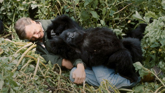 A Gorilla Story: Told by David Attenborough