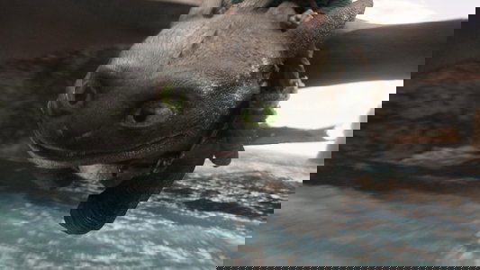 How to Train Your Dragon
