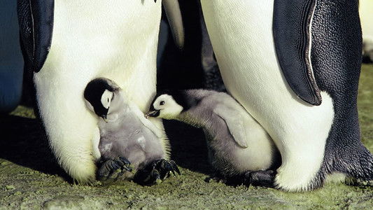 March of the Penguins