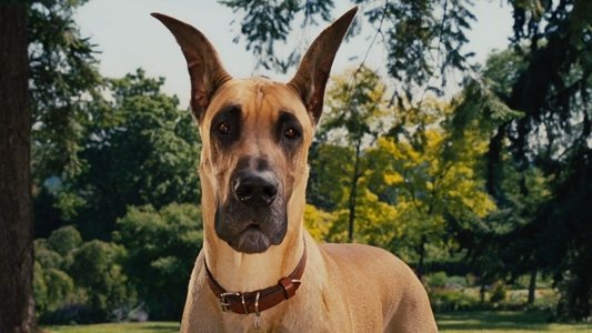 Marmaduke