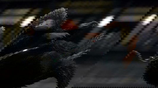 Fantastic Beasts and Where to Find Them