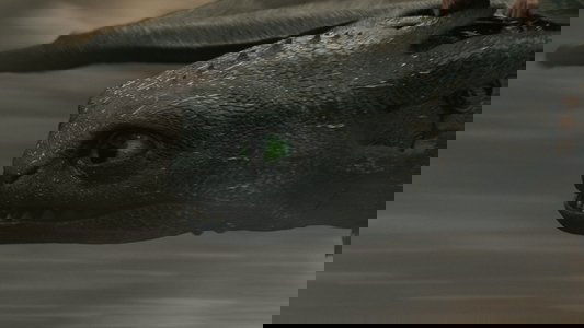 How to Train Your Dragon