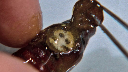 The Silence of the Lambs