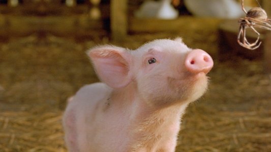 Charlotte's Web