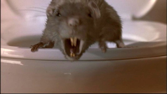 The Rats