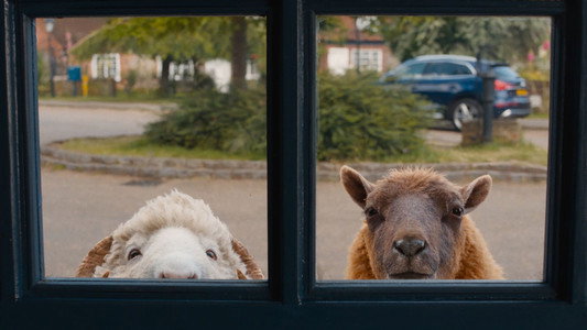 The Sheep Detectives