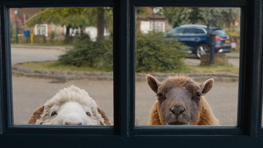 The Sheep Detectives
