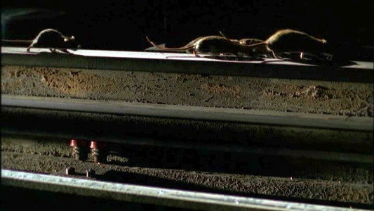 The Rats